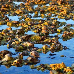 Texture of rocks in seawater during low tide in Fecamp, France