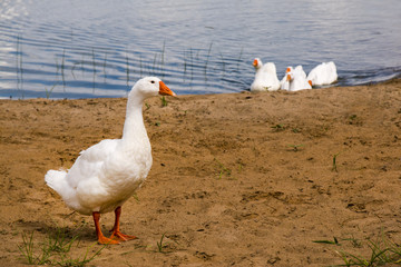 Goose in the sand,  white geese, leadership