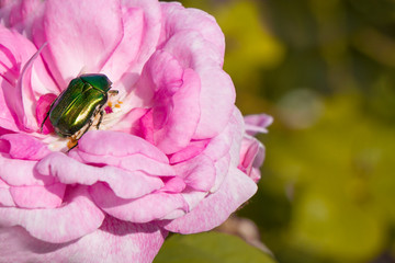 Beetle on a rose, rose beetle, rose chafer