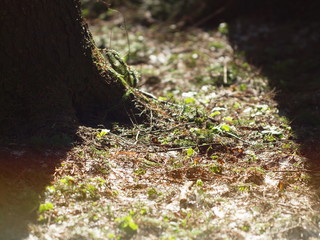 Patisson forest