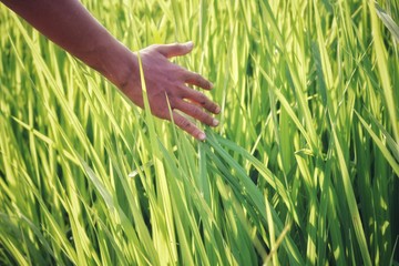 hand in grass