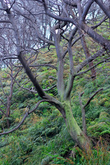 Trees with branches without leaves grow on the slopes of Mount Ijen, some parts are overgrown with moss due to high humidity.