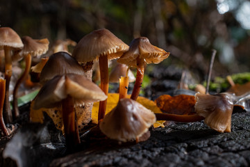 Lichtpunkte in der Natur
