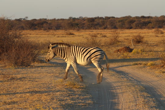 Zebras walking during sunset in khama rhino sanctuary in Botswana on holiday. Traveling during dry season in summer.