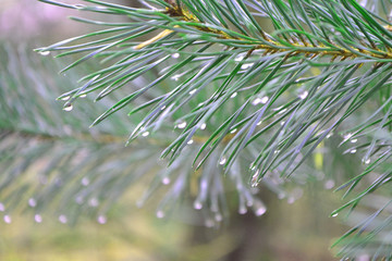 Naklejka na ściany i meble Close up green branch pine tree with rain drops, in the middle, background bokeh and blur, copy space