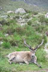 Junger Hirsch im Glen Torridon , Schottland