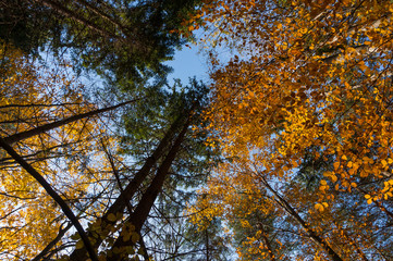 Multi colored trees and autumn sun shining in the blue sky. Golden autumn scene in a forest, with falling leaves, the sun shining through the trees and blue sky