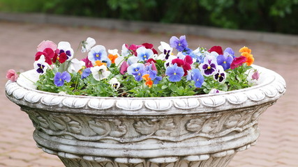 Violet flowerbed
