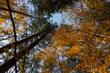 Multi colored trees and autumn sun shining in the blue sky. Golden autumn scene in a forest, with falling leaves, the sun shining through the trees and blue sky