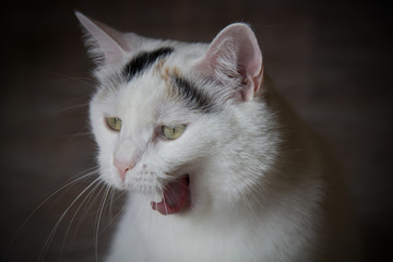 ritratto di gatto bianco che sbadiglia