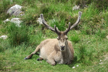 Junger Hirsch im Glen Torridon , Schottland