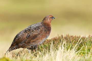 Red Grouse male with bright red eyebrow in Autumn.  Facing right in natural moorland habitat.  Clean background.. Horizontal,  space for copy.