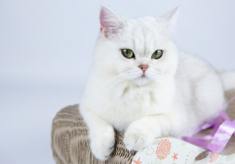 Beautiful white cat looking ahead 