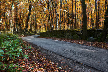 Fototapeta premium Road in an autumnal forest