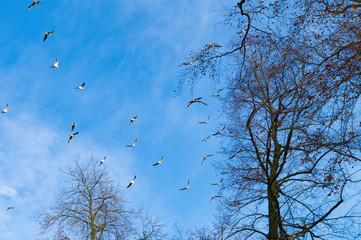 View of the sky, trees and birds