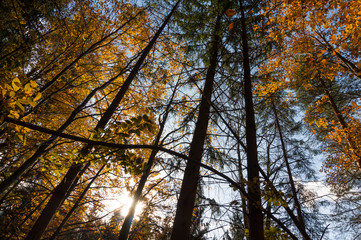 Obraz premium Multi colored trees and autumn sun shining in the blue sky. Golden autumn scene in a forest, with falling leaves, the sun shining through the trees and blue sky