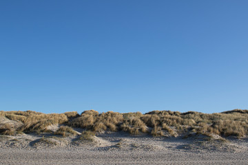 Sand dunes with sand ryegrass on the Danish west-coast Henne Beach