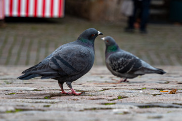 In Marburgs Strassen