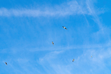 Bright blue sky and few birds