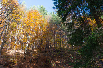 Multi colored trees and autumn sun shining in the blue sky. Golden autumn scene in a forest, with falling leaves, the sun shining through the trees and blue sky
