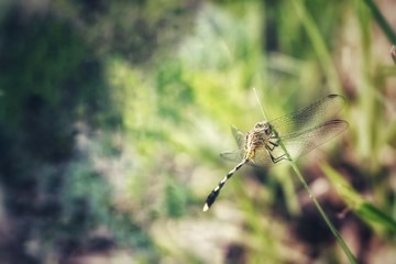 spider on a web