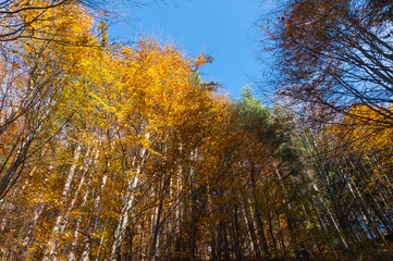 Multi colored trees and autumn sun shining in the blue sky. Golden autumn scene in a forest, with falling leaves, the sun shining through the trees and blue sky