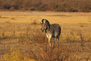 Naklejka premium Zebras walking during sunset in khama rhino sanctuary in Botswana on holiday. Traveling during dry season in summer.