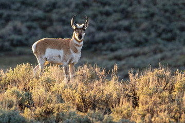 Antelope in Yellowstone National Park
