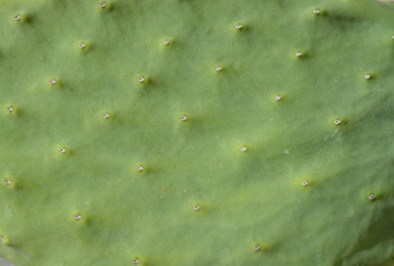 Cactus opunition close up