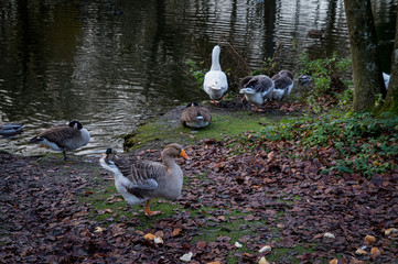 Group of ducks at the edge of a lake