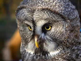 Obraz premium Birds. Large portrait of an owl with yellow eyes.