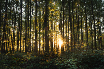 Obraz premium Beautiful oaks forest during a sunset. Forest of deciduous trees in Czech republic.