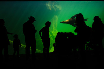 Silhouettes of a group of people gathered in front of a sea lion enclosure.