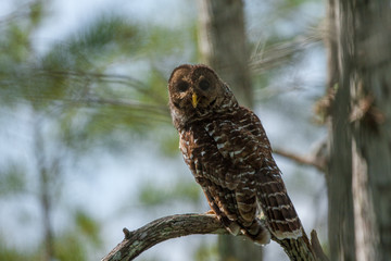 A very observant Barred Owl in early morning light.