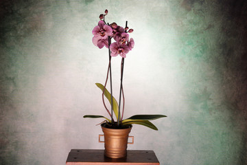 Orchidea maculata fucsia