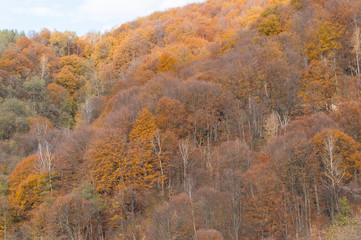 Fototapeta premium Multi colored trees and autumn sun shining in the blue sky. Golden autumn scene in a forest, with falling leaves, the sun shining through the trees and blue sky