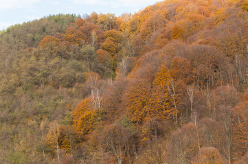 Fototapeta premium Multi colored trees and autumn sun shining in the blue sky. Golden autumn scene in a forest, with falling leaves, the sun shining through the trees and blue sky