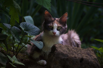 Obraz premium cat in the garden