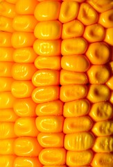 a cob of corn grains