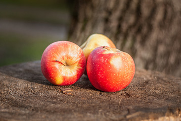 Red, ripe apples on an old tree stump. Shallow depth of field.