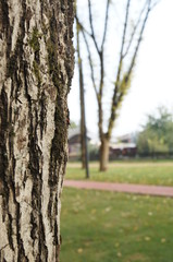 tree in the park