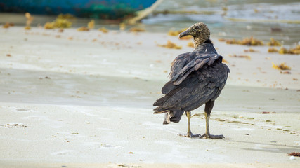 Vulture at the beach (1)