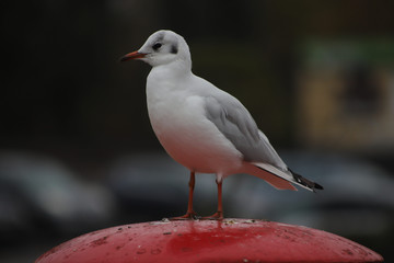 Seagull in the camp
