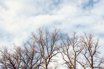 Tree Line against Blue Sky with Clouds