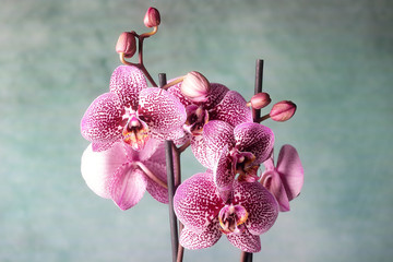 Orchidea maculata fucsia © tiky224