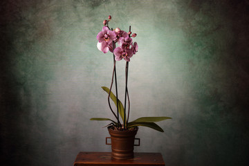 Orchidea maculata fucsia