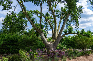 Strange ancient big tree wide view