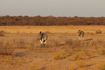 Fototapeta na wymiar Zebras walking during sunset in khama rhino sanctuary in Botswana on holiday. Traveling during dry season in summer.