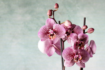 Orchidea maculata fucsia
