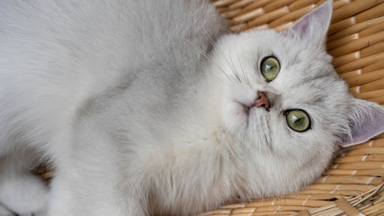 Beautiful chinchilla cat in the basket 